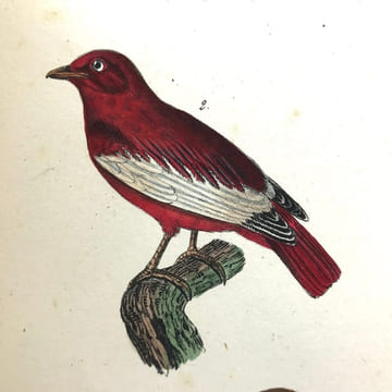 Œuvres complètes de Buffon, avec les descriptions anatomiques de Daubenton, son collaborateur. . LECLERC DE BUFFON (Georges-Louis)  