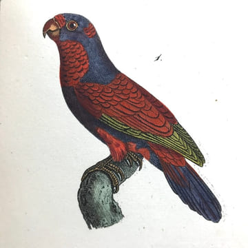 Œuvres complètes de Buffon, avec les descriptions anatomiques de Daubenton, son collaborateur. . LECLERC DE BUFFON (Georges-Louis)  