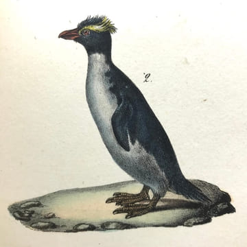 Œuvres complètes de Buffon, avec les descriptions anatomiques de Daubenton, son collaborateur. . LECLERC DE BUFFON (Georges-Louis)  