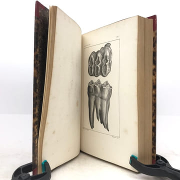 Œuvres complètes de Buffon, avec les descriptions anatomiques de Daubenton, son collaborateur. . LECLERC DE BUFFON (Georges-Louis)  