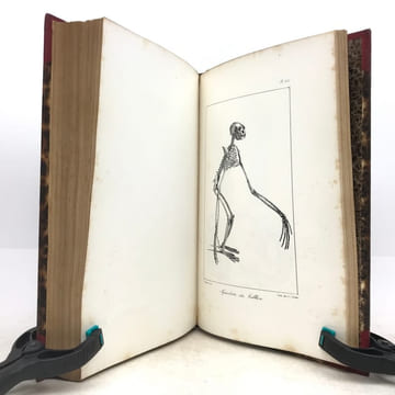 Œuvres complètes de Buffon, avec les descriptions anatomiques de Daubenton, son collaborateur. . LECLERC DE BUFFON (Georges-Louis)  