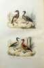 Keepsake d'histoire naturelle. Description des oiseaux suivie d'un exposé de l'art de les préparer et de les conserver.. COMTE, Achille - [ADAM, ...