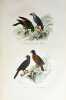 Keepsake d'histoire naturelle. Description des oiseaux suivie d'un exposé de l'art de les préparer et de les conserver.. COMTE, Achille - [ADAM, ...