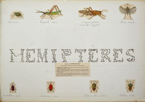 Insectes : coléoptères - orthoptères - hémiptères - névroptères. . [INSECTES]
