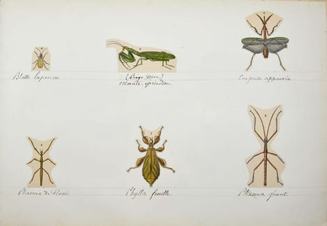 Insectes : coléoptères - orthoptères - hémiptères - névroptères. . [INSECTES]