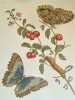Metamorphosis Insectorum Surinamensium - Histoire naturelle des plantes et insectes de Surinam -. MERIAN (Maria Sibylla) - 