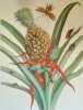 Metamorphosis Insectorum Surinamensium - Histoire naturelle des plantes et insectes de Surinam -. MERIAN (Maria Sibylla) - 
