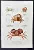 Le Règne animal distribué d'après son organisation par Georges Cuvier. Edition accompagnée de planches gravées : Crustacés. Planches 1 à 28 (29 ...