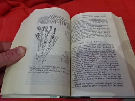 Botanique. . [SCIENCE] - SOUS LA DIRECTION DE FERNAND MOREAU