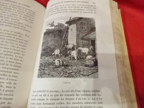 Serviteurs et commensaux de,l'homme. . [SCIENCE NATURELLE] - SAINT-GERMAIN LEDUC