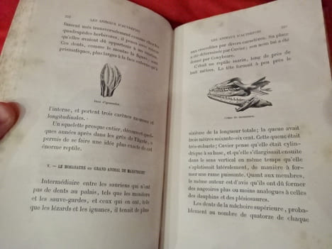 Les animaux d'autrefois. . [SCIENCE NATURELLE] - MEUNIER (Victor)