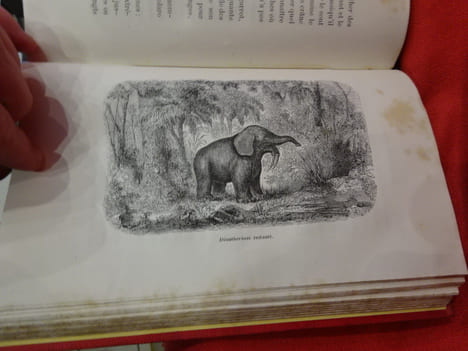 Les animaux d'autrefois. . [SCIENCE NATURELLE] - MEUNIER (Victor)