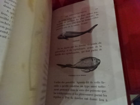 Les animaux d'autrefois. . [SCIENCE NATURELLE] - MEUNIER (Victor)
