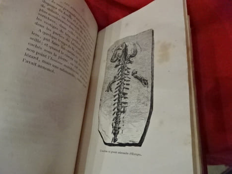 Les animaux d'autrefois. . [SCIENCE NATURELLE] - MEUNIER (Victor)
