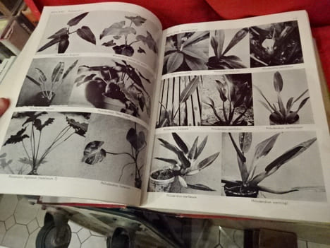 Exotica 3 pictorial cyclopedia of exotic plants. Guide to care of plants indoors. . [BOTANIQUE] - GRAF (Alfred Byrd)