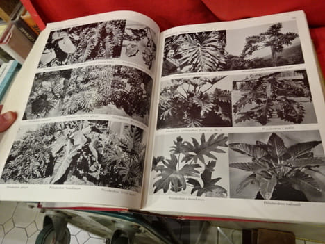 Exotica 3 pictorial cyclopedia of exotic plants. Guide to care of plants indoors. . [BOTANIQUE] - GRAF (Alfred Byrd)