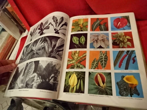 Exotica 3 pictorial cyclopedia of exotic plants. Guide to care of plants indoors. . [BOTANIQUE] - GRAF (Alfred Byrd)