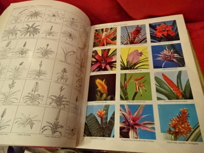 Exotica 3 pictorial cyclopedia of exotic plants. Guide to care of plants indoors. 