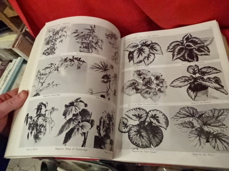 Exotica 3 pictorial cyclopedia of exotic plants. Guide to care of plants indoors. . [BOTANIQUE] - GRAF (Alfred Byrd)