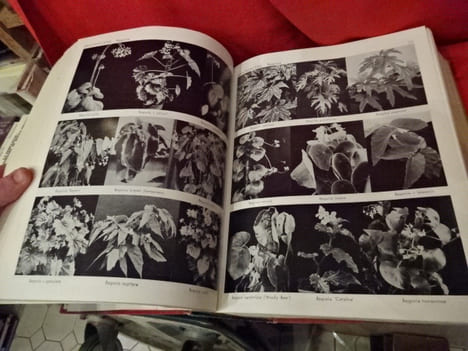 Exotica 3 pictorial cyclopedia of exotic plants. Guide to care of plants indoors. . [BOTANIQUE] - GRAF (Alfred Byrd)