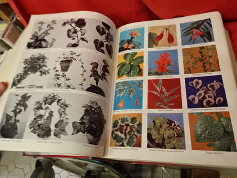 Exotica 3 pictorial cyclopedia of exotic plants. Guide to care of plants indoors. . [BOTANIQUE] - GRAF (Alfred Byrd)