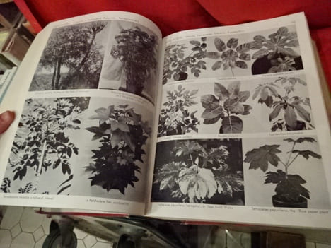 Exotica 3 pictorial cyclopedia of exotic plants. Guide to care of plants indoors. . [BOTANIQUE] - GRAF (Alfred Byrd)