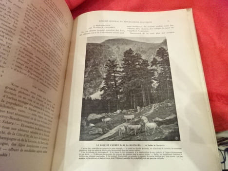 L'Arbre, la forêt et les pâturages de montagne. Manuel de l'arbre pour l'enseignement sylvo-pastoral dans les écoles. . [SCIENCE] - CARDOT (E.)