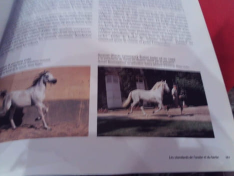 Chevaux et cavaliers arabes dans les arts d'Orient et d'Occident. . [ART] - CATALOGUE D'EXPOSITION (Sous la direction de Jean-Pierre Digard)