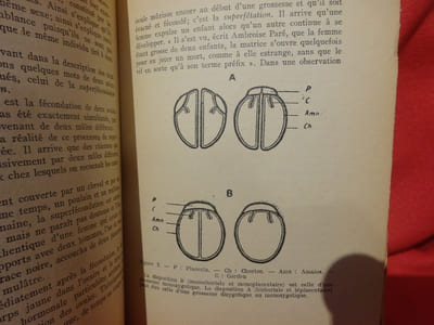 Les jumeaux.