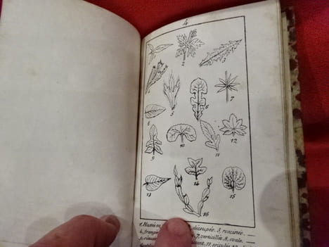 Nouvelle Botanique. . [SCIENCE NATURELLE] - L. R. U (E. de)