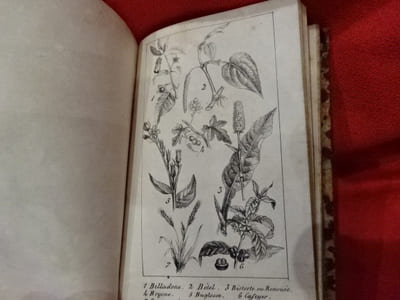 Nouvelle Botanique. 
