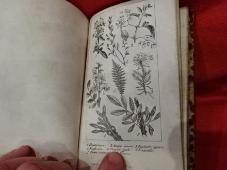 Nouvelle Botanique. . [SCIENCE NATURELLE] - L. R. U (E. de)