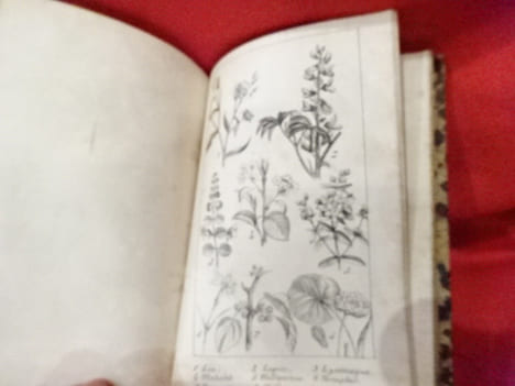 Nouvelle Botanique. . [SCIENCE NATURELLE] - L. R. U (E. de)