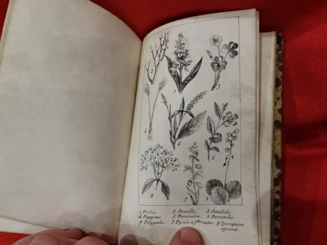 Nouvelle Botanique. . [SCIENCE NATURELLE] - L. R. U (E. de)