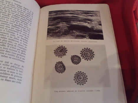 Sous la Mer tropicale. . [SCIENCE NATURELLE] - BEEBE (William)