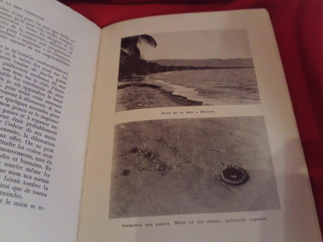 Sous la Mer tropicale. . [SCIENCE NATURELLE] - BEEBE (William)