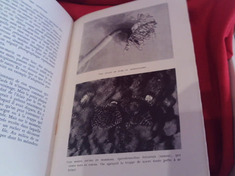 Sous la Mer tropicale. . [SCIENCE NATURELLE] - BEEBE (William)
