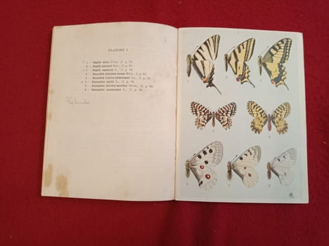 Nouvel atlas d'entomologie N° 6 :  Les lépidoptères de France, Belgique suisse. LE CERF (F.)