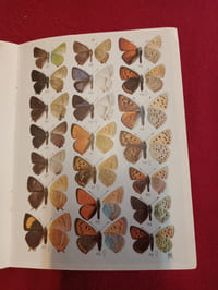 Nouvel atlas d'entomologie N° 6 :  Les lépidoptères de France, Belgique suisse