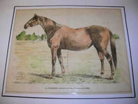 Gravure couleurs. La Toucques, poulinère au haras de Fervacques (1888).