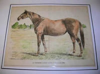 Gravure couleurs. La Toucques, poulinère au haras de Fervacques (1888).