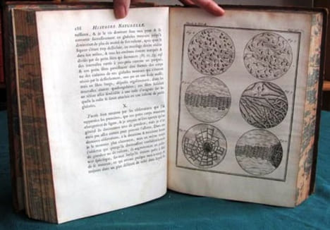 Histoire Naturelle Générale et Particulière. Histoire Générale des Animaux - Histoire Naturelle de l'Homme - Tome 4 (in-4°).. BUFFON G.L. Leclerc de