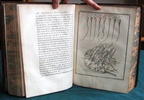 Histoire Naturelle Générale et Particulière. Histoire Générale des Animaux - Histoire Naturelle de l'Homme - Tome 4 (in-4°).. BUFFON G.L. Leclerc de