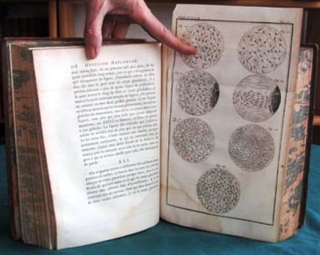 Histoire Naturelle Générale et Particulière. Histoire Générale des Animaux - Histoire Naturelle de l'Homme - Tome 4 (in-4°).. BUFFON G.L. Leclerc de