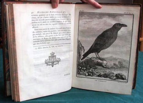 Histoire Naturelle des Oiseaux - Tome 3 (in-4°).. BUFFON G.L. Leclerc de