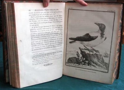 Histoire Naturelle des Oiseaux - Tome 3 (in-4°).
