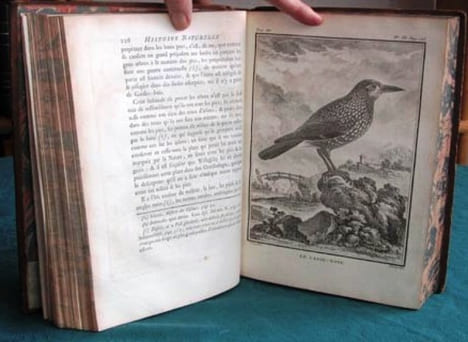 Histoire Naturelle des Oiseaux - Tome 3 (in-4°).. BUFFON G.L. Leclerc de