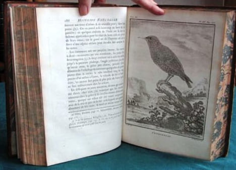 Histoire Naturelle des Oiseaux - Tome 3 (in-4°).. BUFFON G.L. Leclerc de