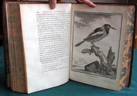 Histoire Naturelle des Oiseaux - Tome 3 (in-4°).. BUFFON G.L. Leclerc de