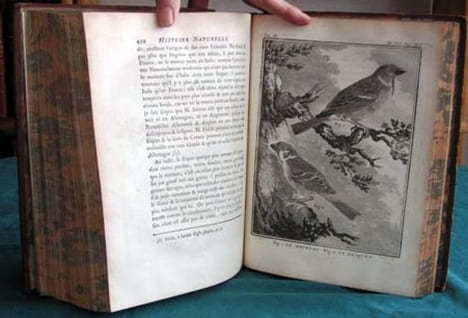 Histoire Naturelle des Oiseaux - Tome 3 (in-4°).. BUFFON G.L. Leclerc de